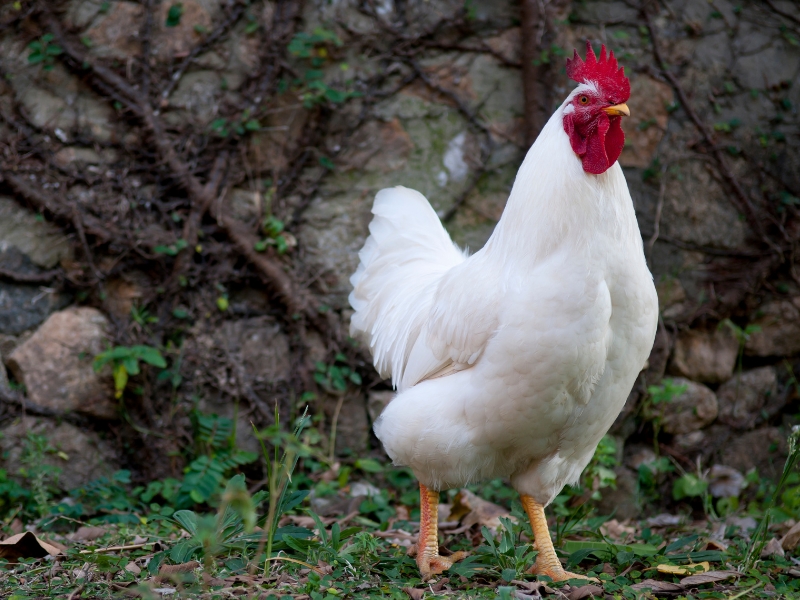 Chicken Disease Summary: Classification and Prevention