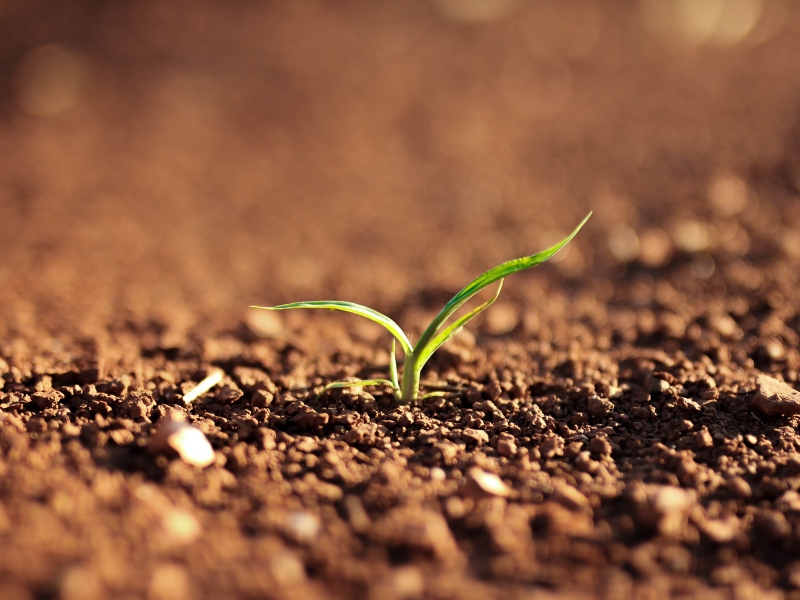 Soil Disease Handbook